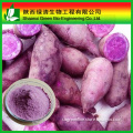 Natural wegetable extract purple sweet potato powder